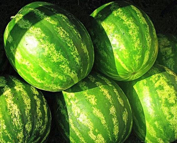 Madison City Farmers Market-Madison必去景点