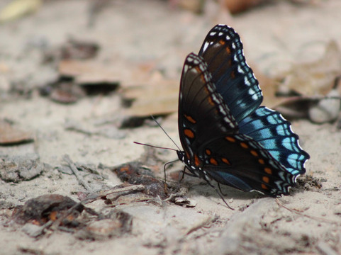 Virginia Canopy Tours-Bentonville必去景点