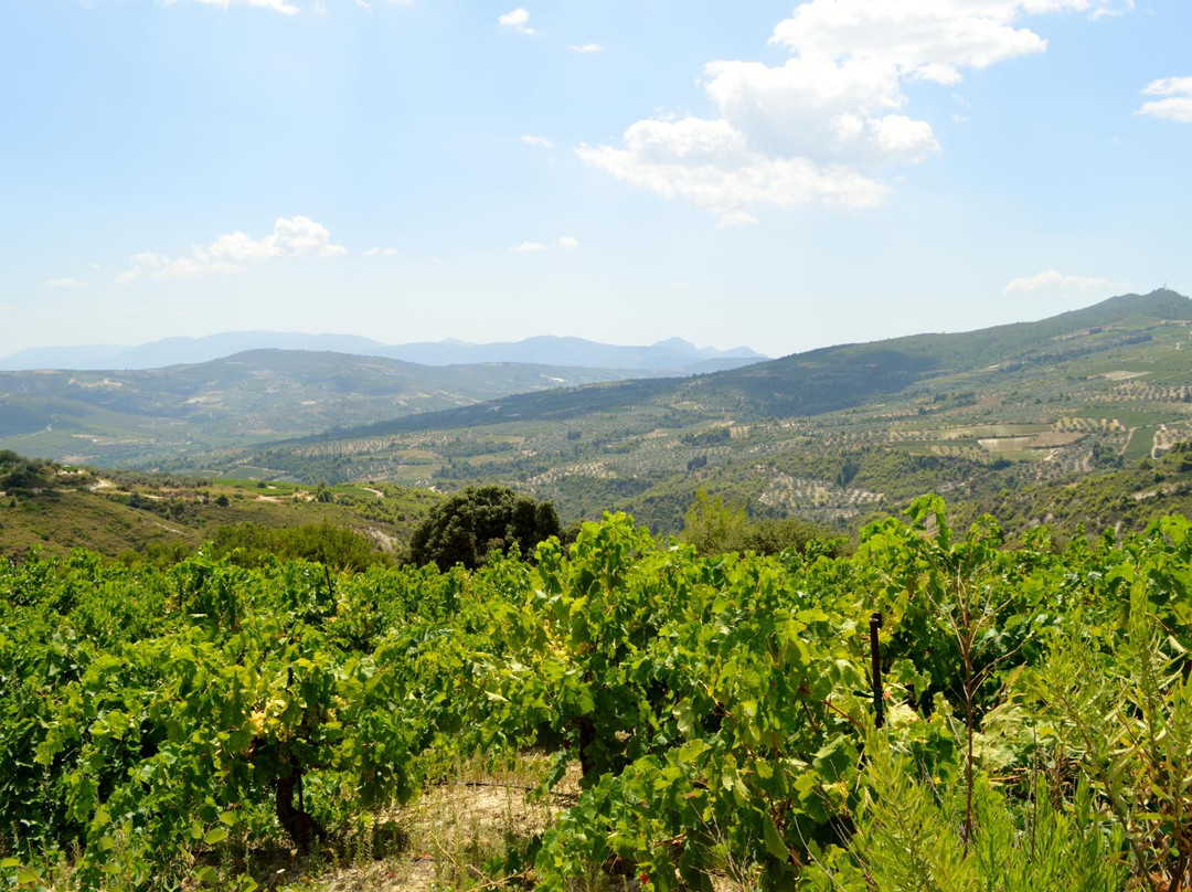 Cooperative Winery of Nemea景点图片