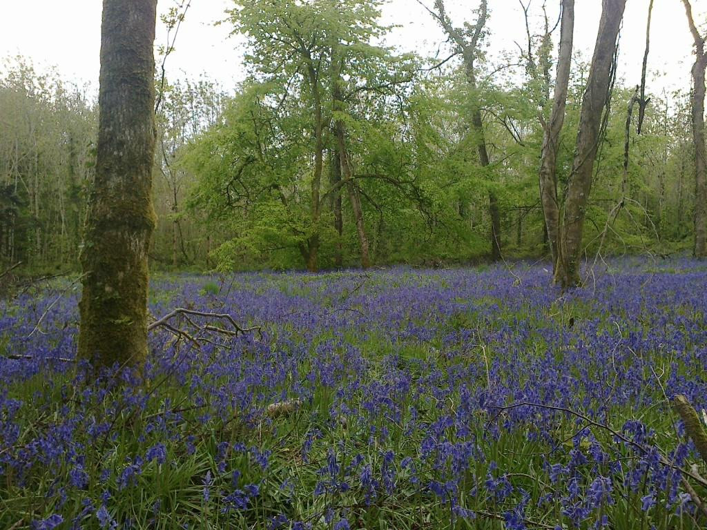 Jenkinstown Wood Walled Garden Loop-Jenkinstown必去景点