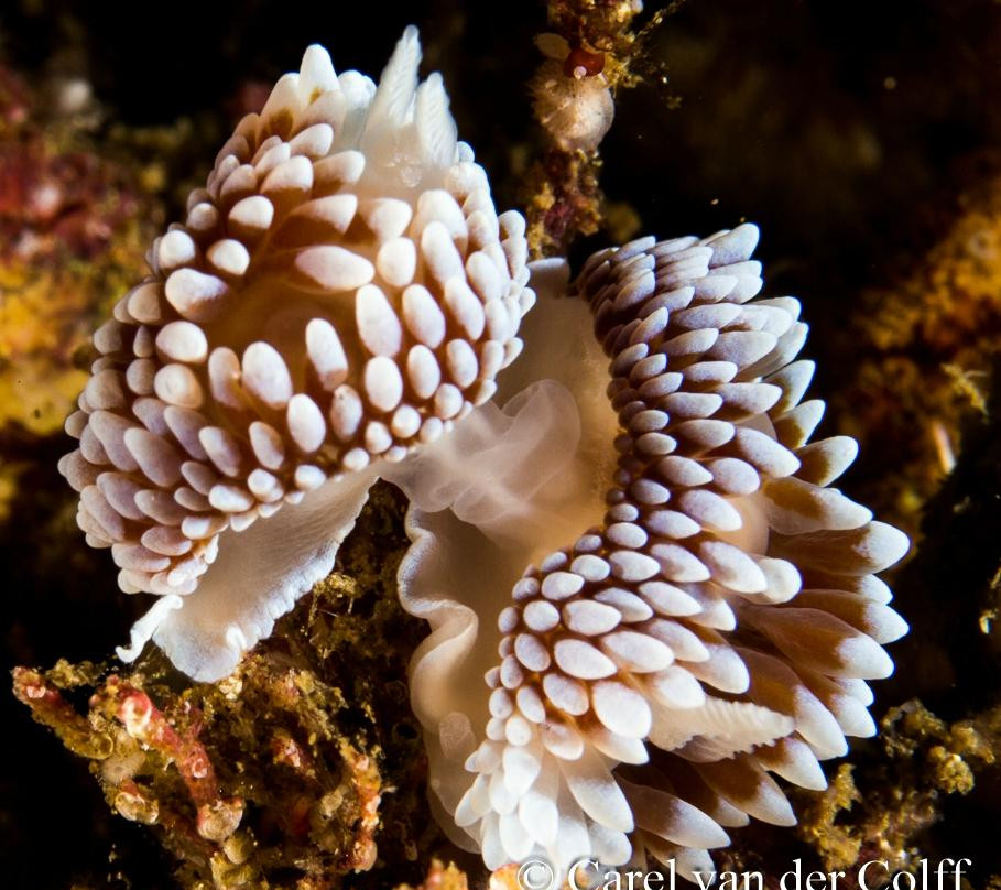 Dive Inn-Plumstead必去景点