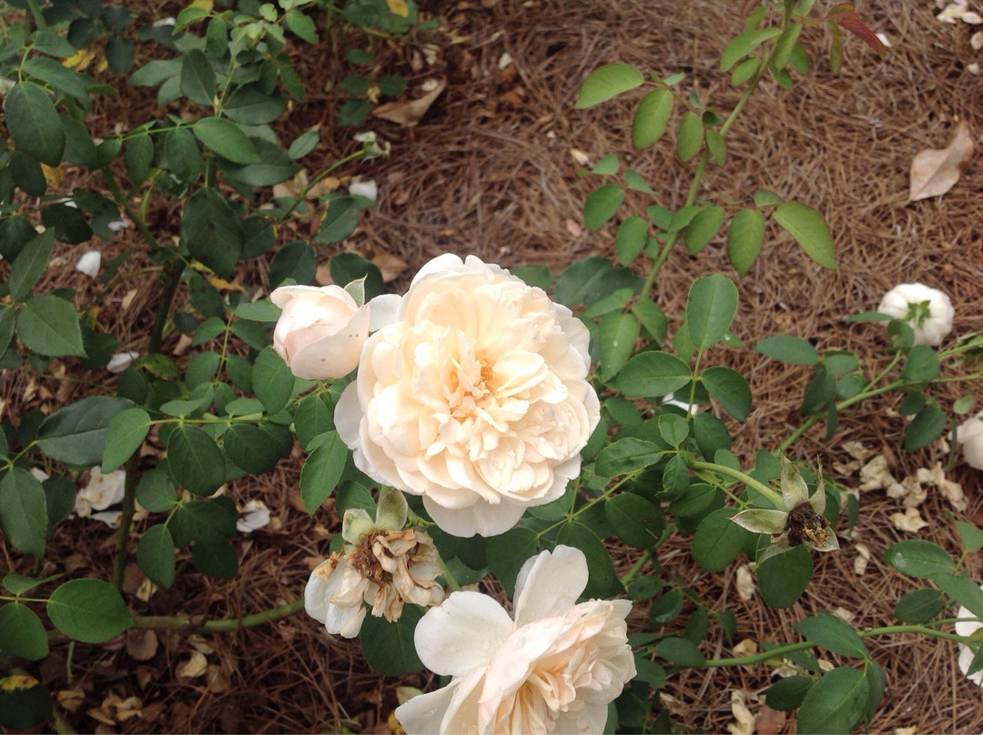 Thomasville Rose Garden景点图片