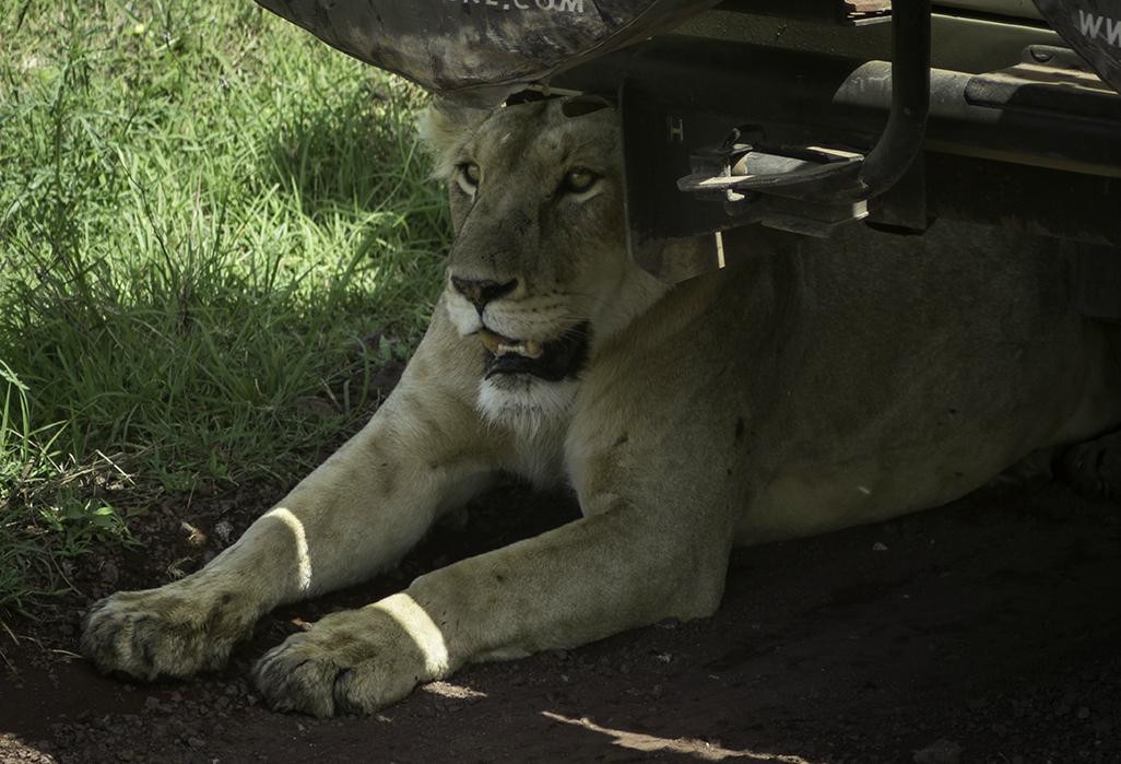 Serengeti Sons Safaris-阿鲁沙必去景点