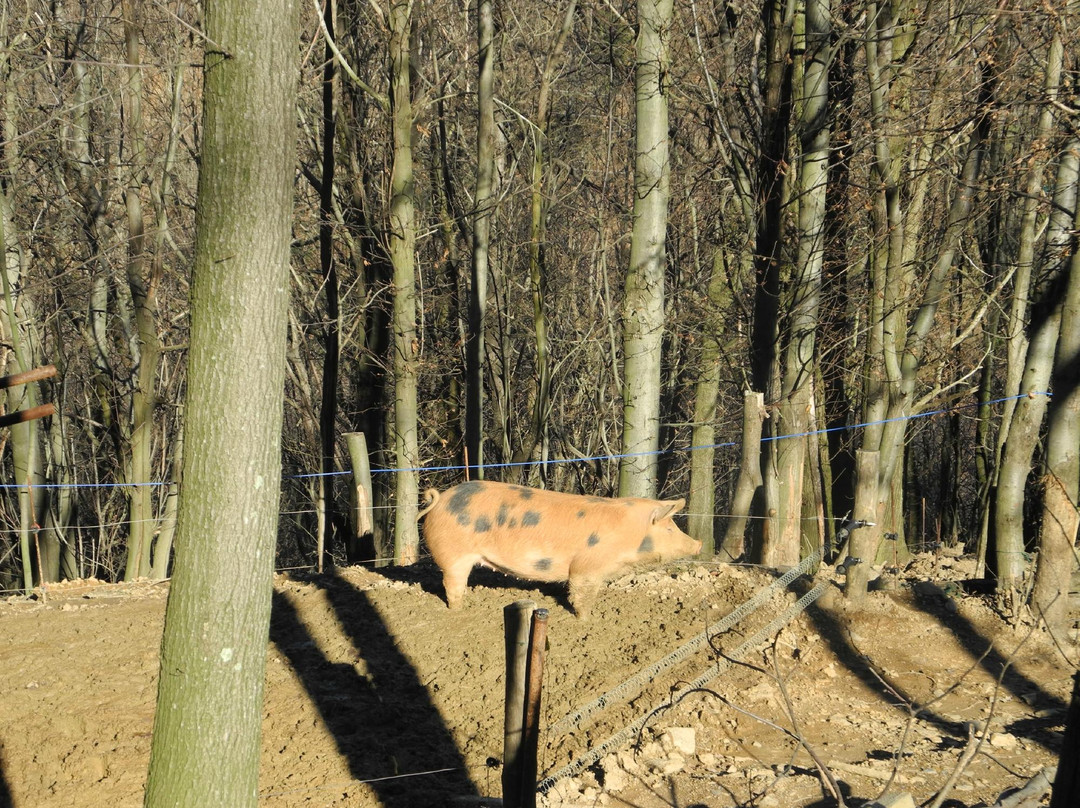 Nonna Carli - Azienda Agricola del Passo del Turchino-热那亚必去景点