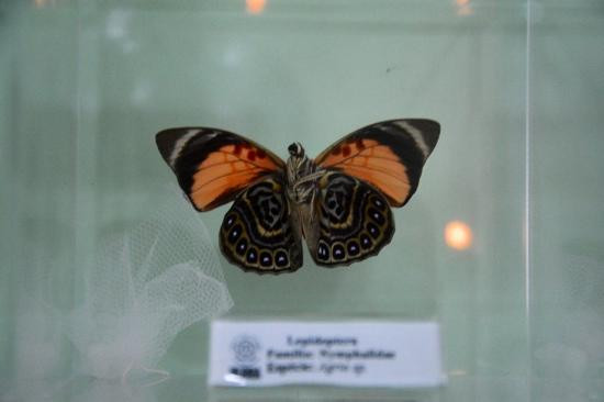 Natural Sciences Museum景点图片
