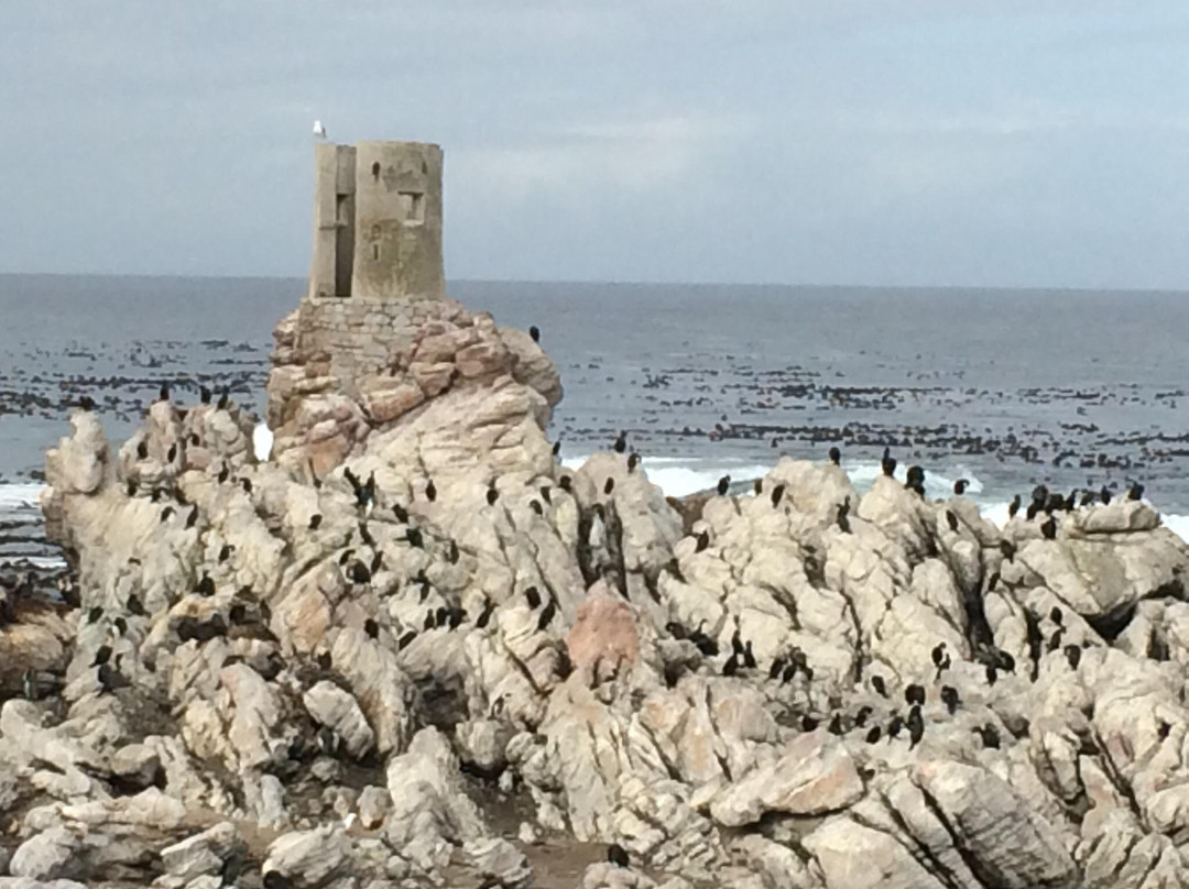 Stony Point Nature Reserve-Betty's Bay必去景点