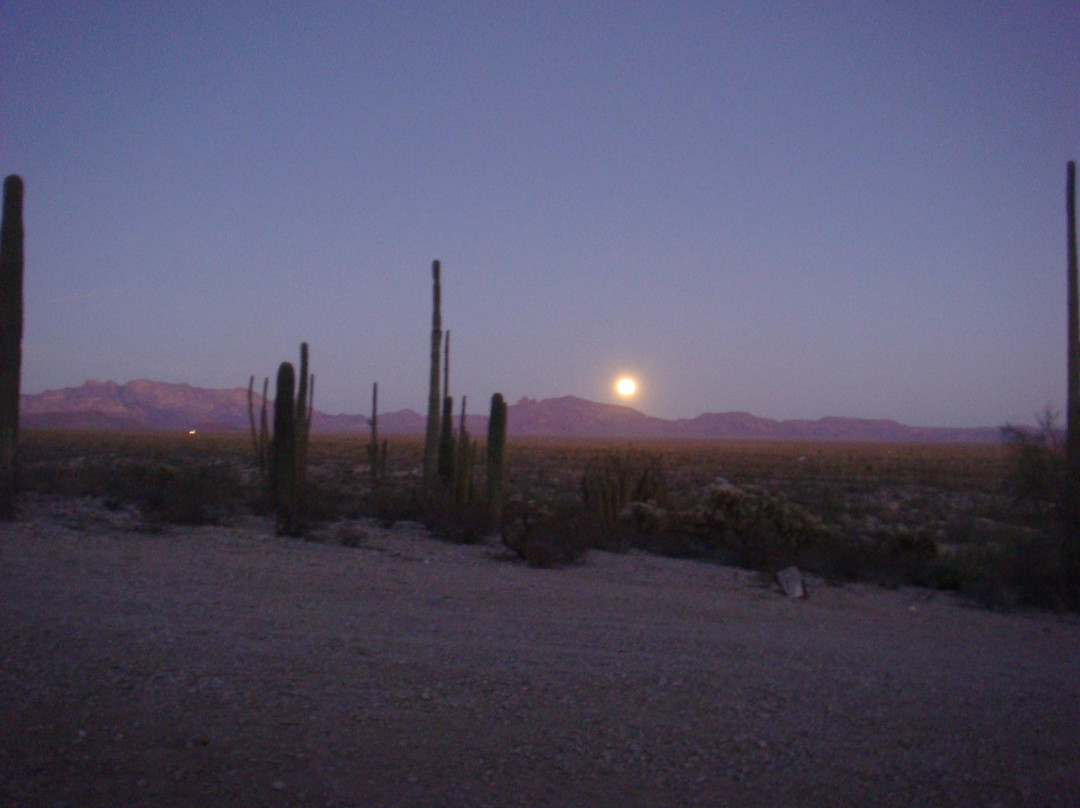 Puerto Blanco Scenic Drive-Ajo必去景点