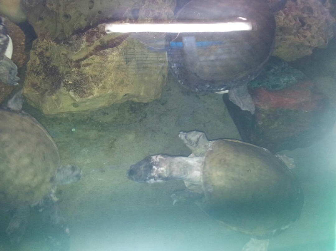 Matsyadarshini Aquarium-维沙哈巴南必去景点