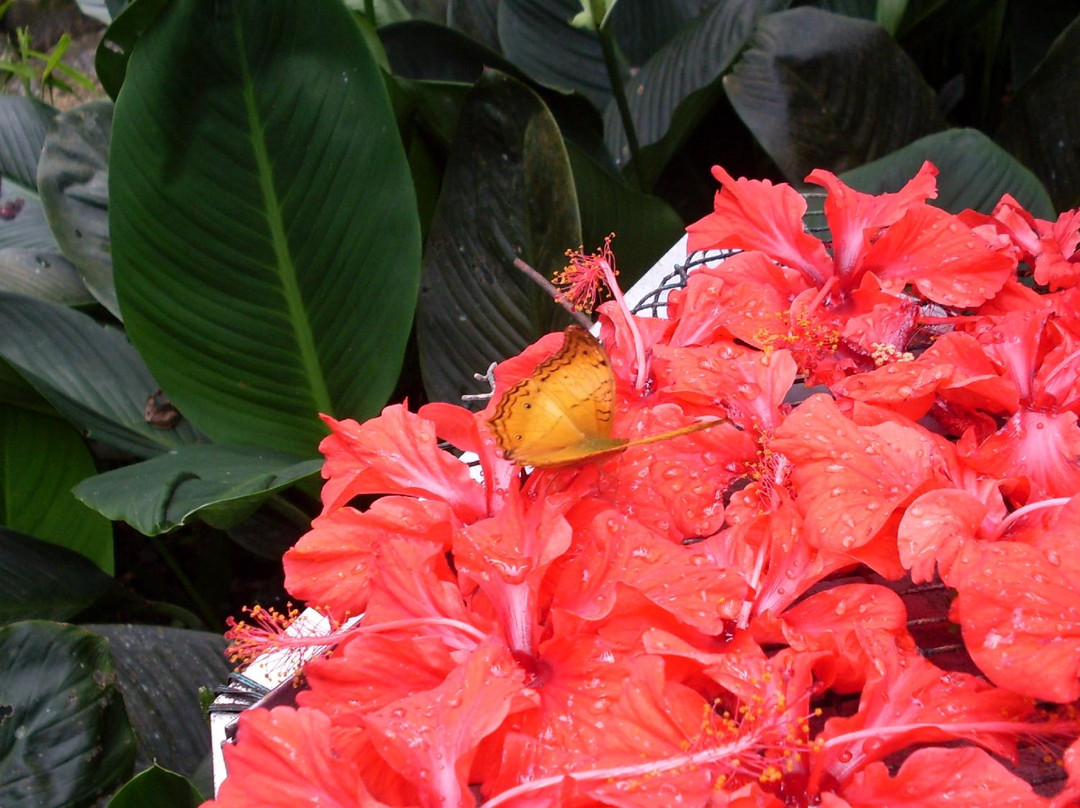 蝴蝶公园-吉隆坡必去景点