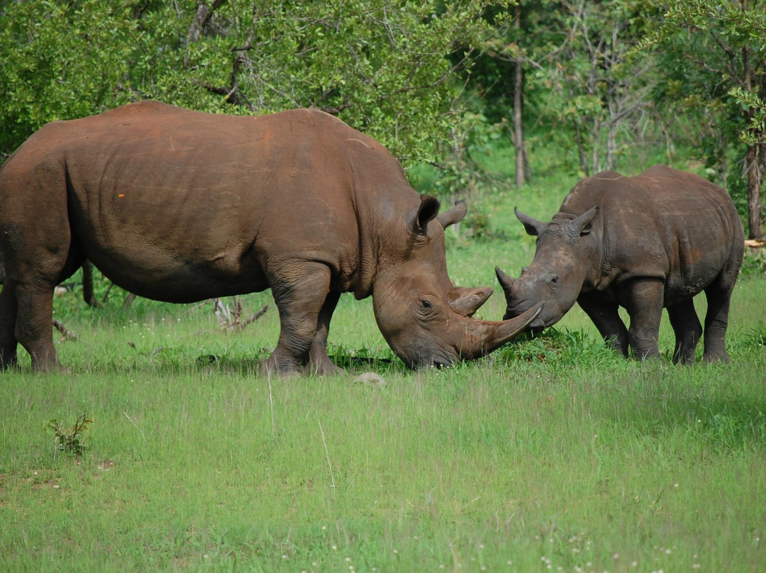 Savannah Southern Safaris-李文斯顿必去景点