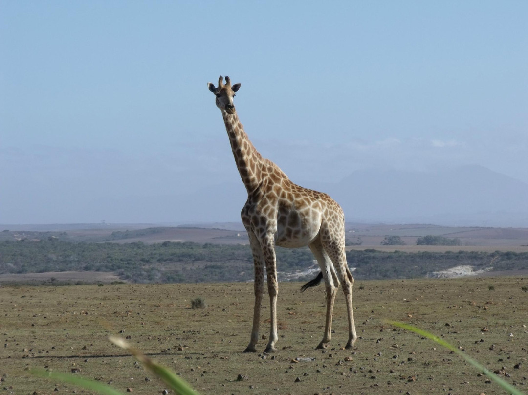 Umkhondo Big Five-阿尔贝蒂娜必去景点