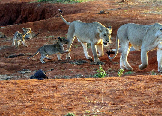 Costo Tours & Adventure Activities - Day Tours