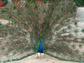 Fazenda do Chocolate-伊图必去景点