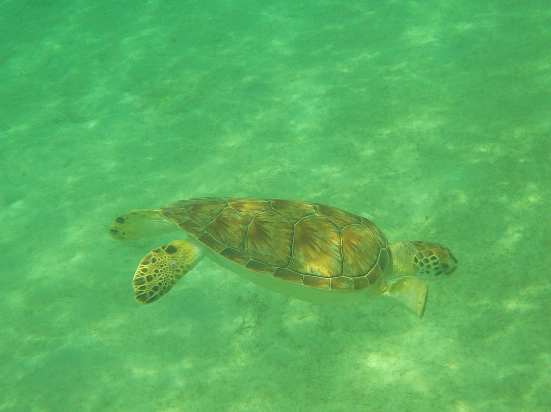 Playa Tamarindo-库莱布拉岛必去景点