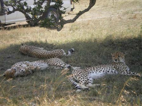 Katuta Kenya Safaris-蒙巴萨必去景点