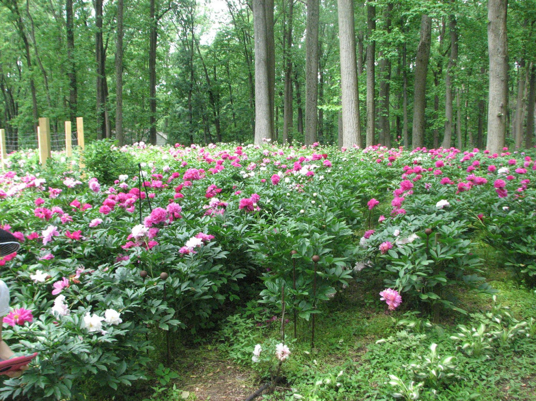 Peony's Envy景点图片