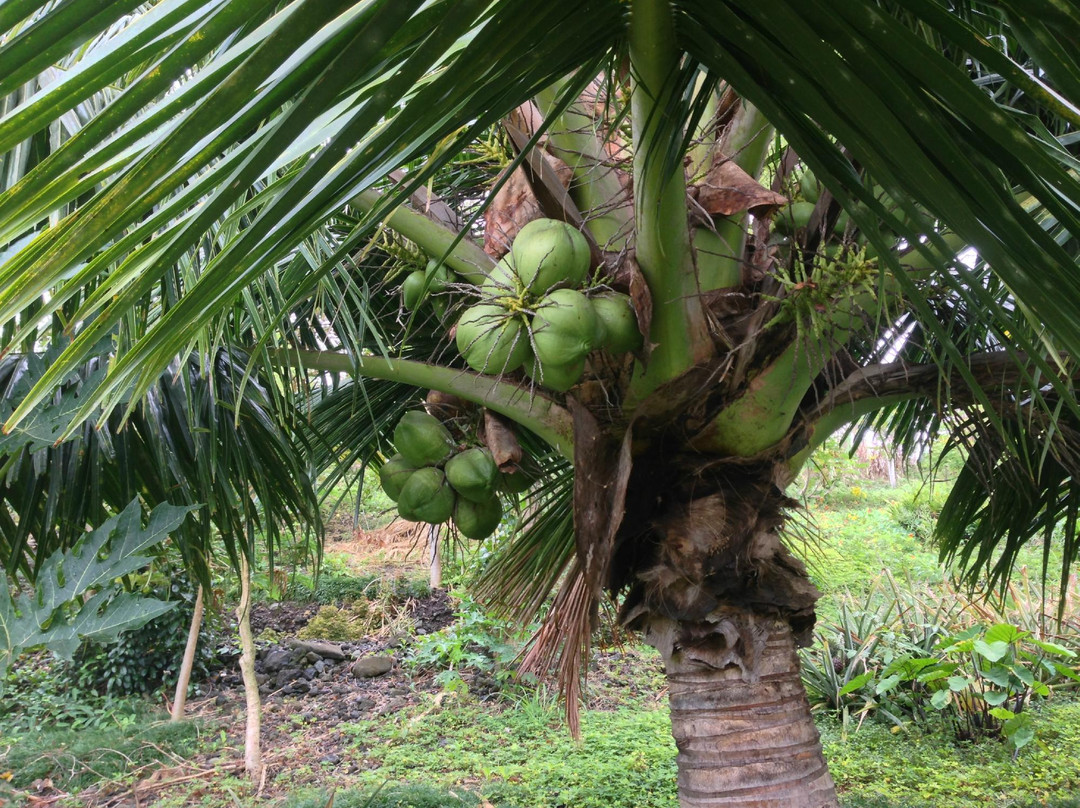 Laulima Farm-Kipahulu必去景点