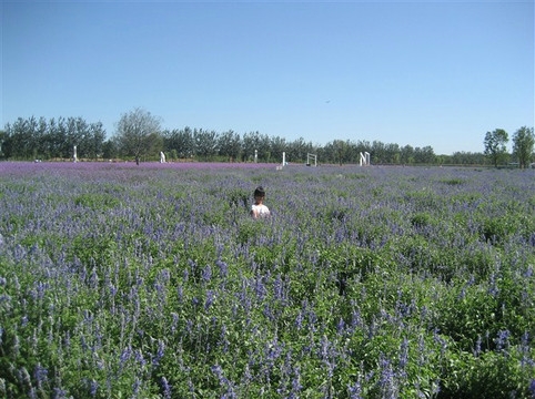蓝调薰衣草庄园-北京市必去景点