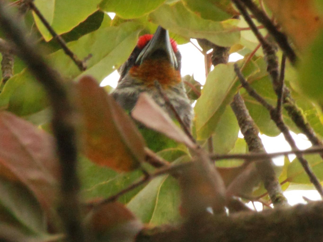 Cameron Highlands Trail No. 9-丹那拉塔必去景点