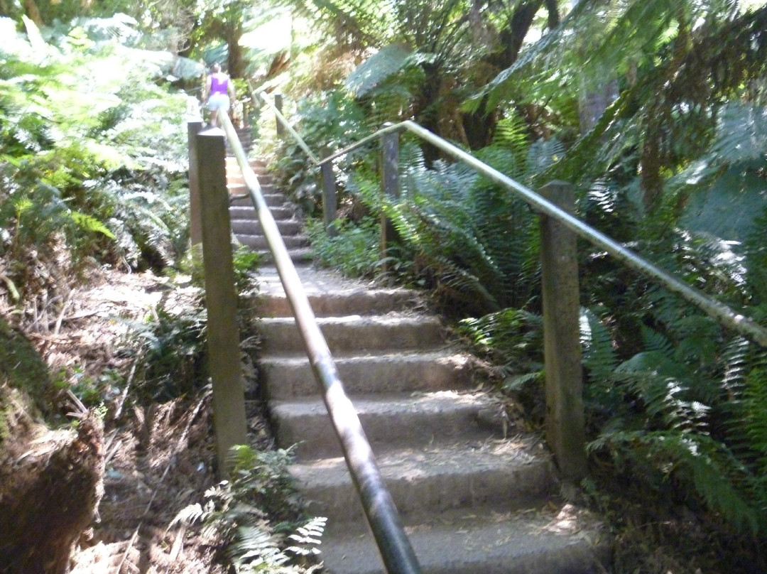 Tree Fern Gully Track-墨尔本必去景点