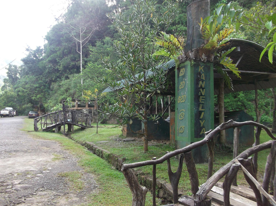 kanneliya Forest Reserve景点图片
