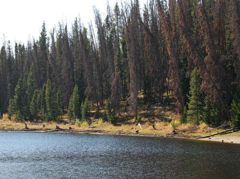 Lily Pad Lake-银座必去景点