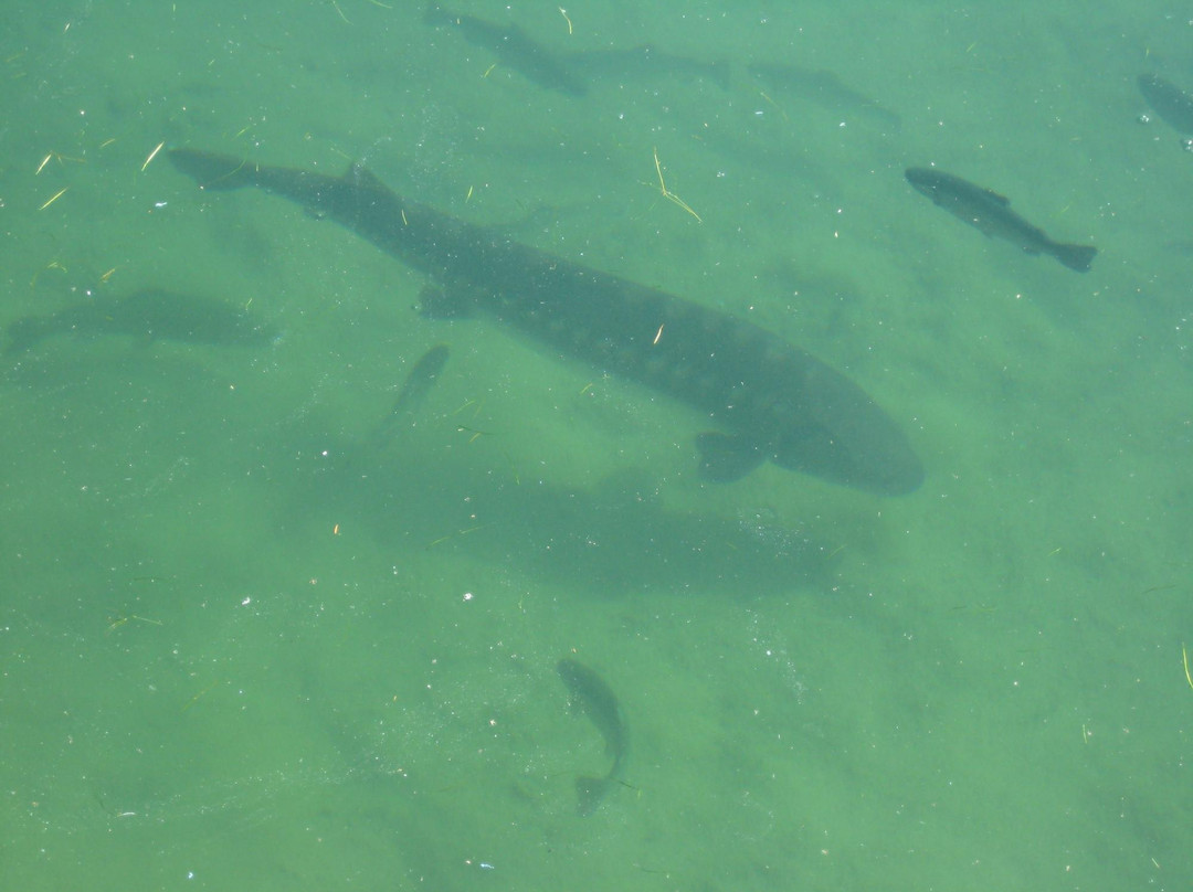 Vecchio Mulino主图