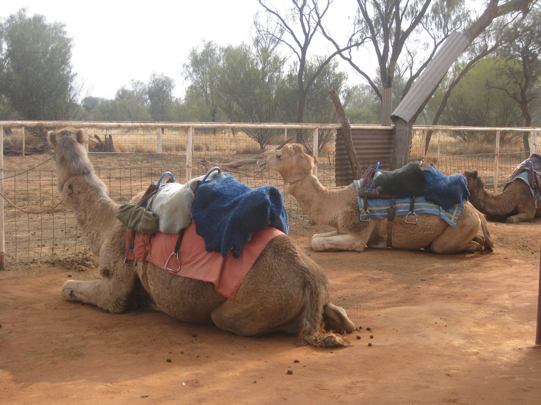 Pyndan Camel Tracks-爱丽斯泉必去景点