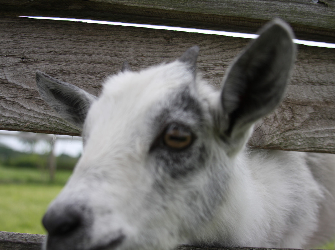 Plum Loco Animal Farm-Egg Harbor必去景点