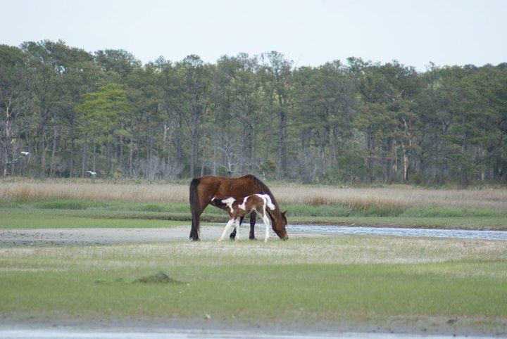 Captain Dan's Around the Island Tours-钦科蒂格岛必去景点