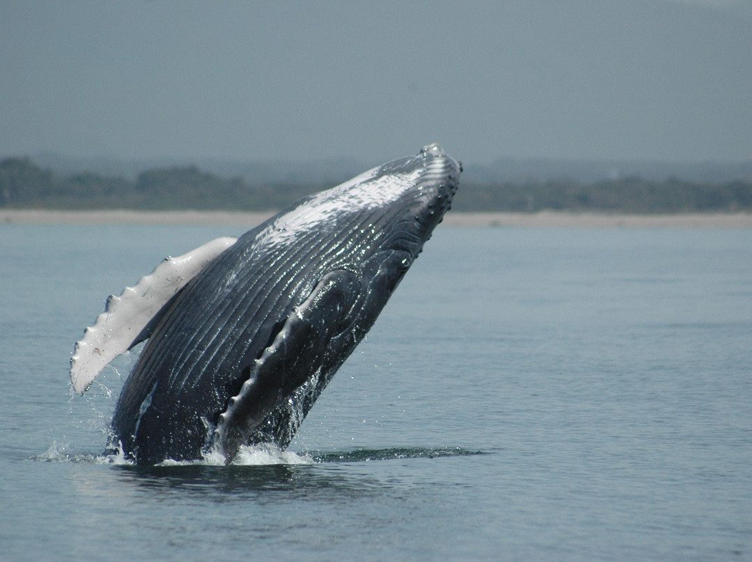 Ocean Friendly Whale Watching Tours-瓦拉塔港必去景点