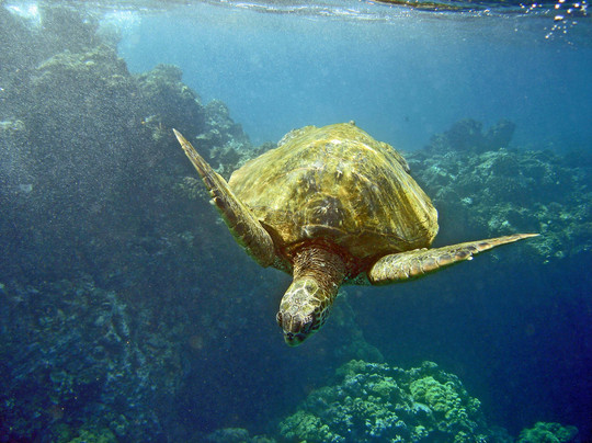 Pride of Maui-怀露库必去景点