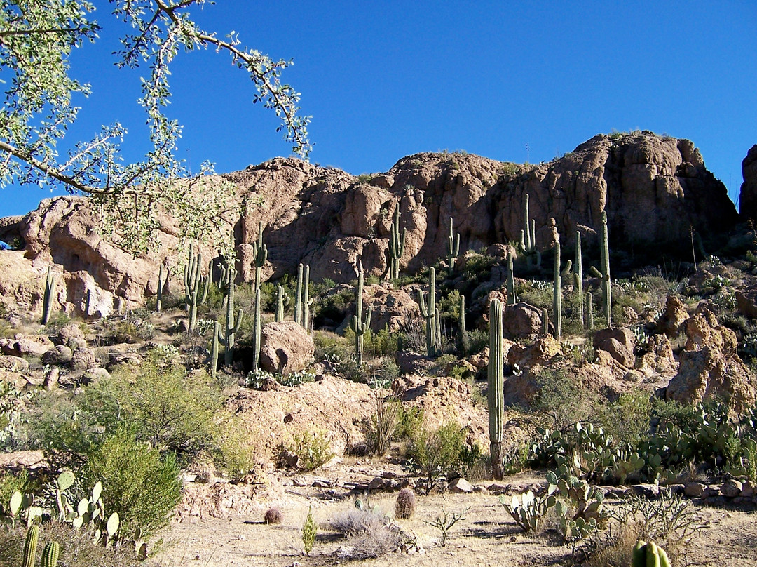 Boyce Thompson Arboretum-Superior必去景点