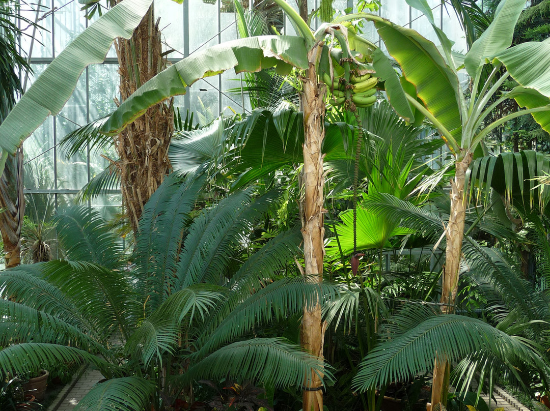 Grădina Botanică "Alexandru Borza"景点图片