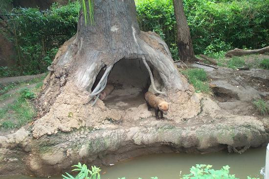 圣路易斯动物园-圣路易斯必去景点