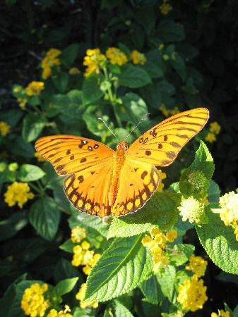 Pinckney Island National Wildlife Refuge-希尔顿头岛必去景点