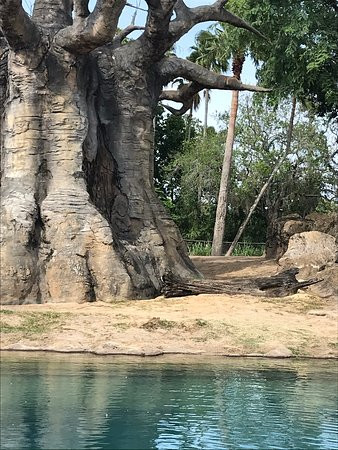 Kilimanjaro Safaris-奥兰多必去景点