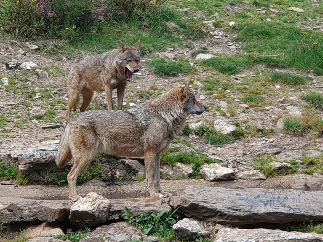 Centro del Lobo Iberico景点图片