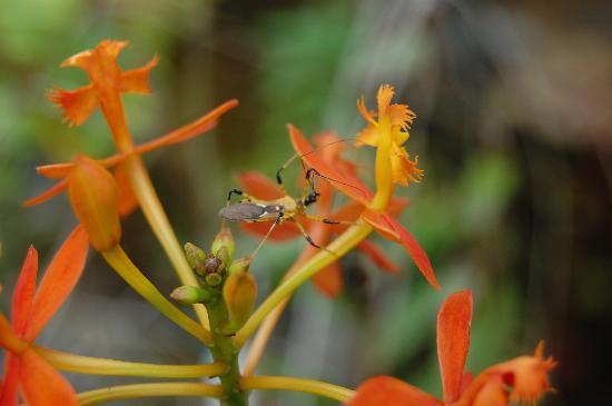 Kipandi Butterfly Farm-坦巴南必去景点
