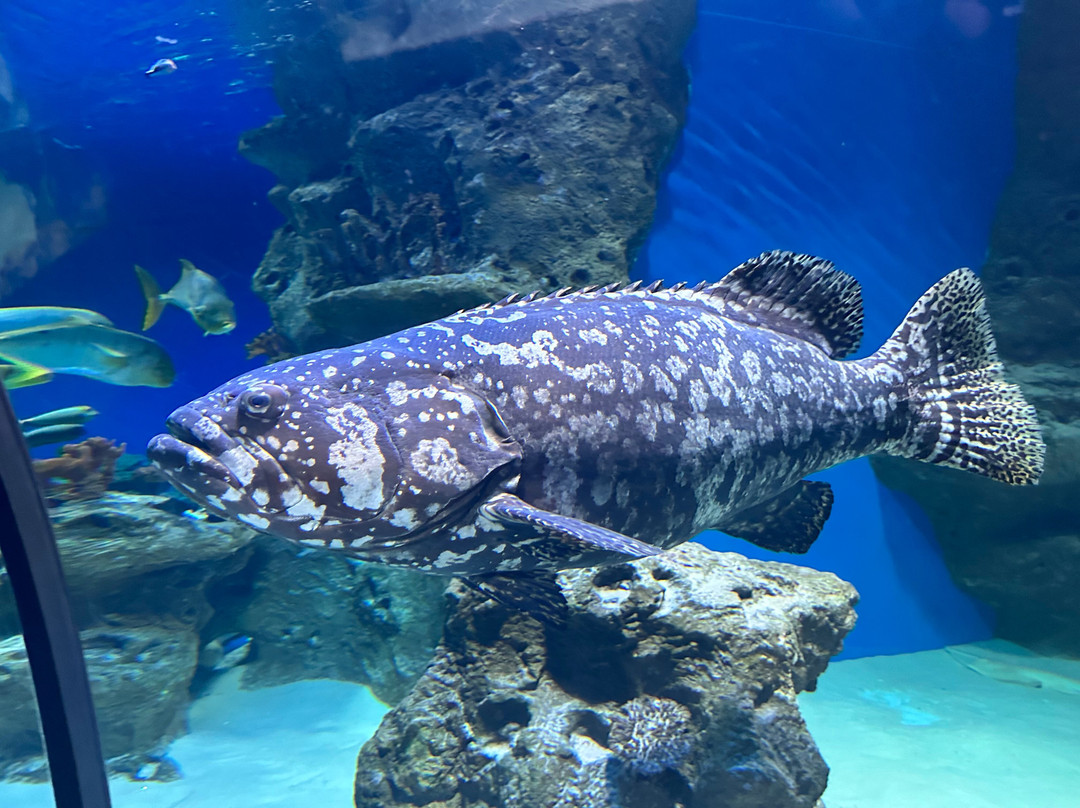 Center of  Oceanography and Marine Biology Delfiniya-新西伯利亚必去景点