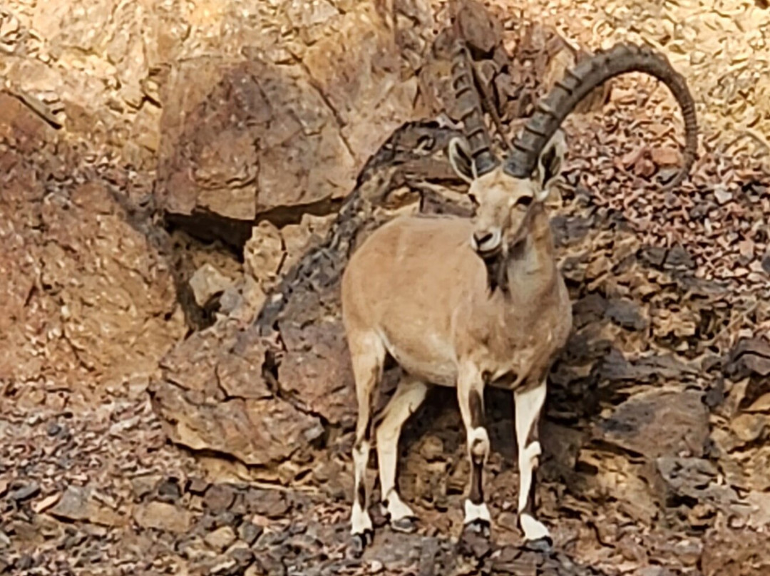 Time Out -  Jeep Tours Eilat-埃拉特必去景点
