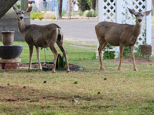 Alpine Bed and Breakfast主图