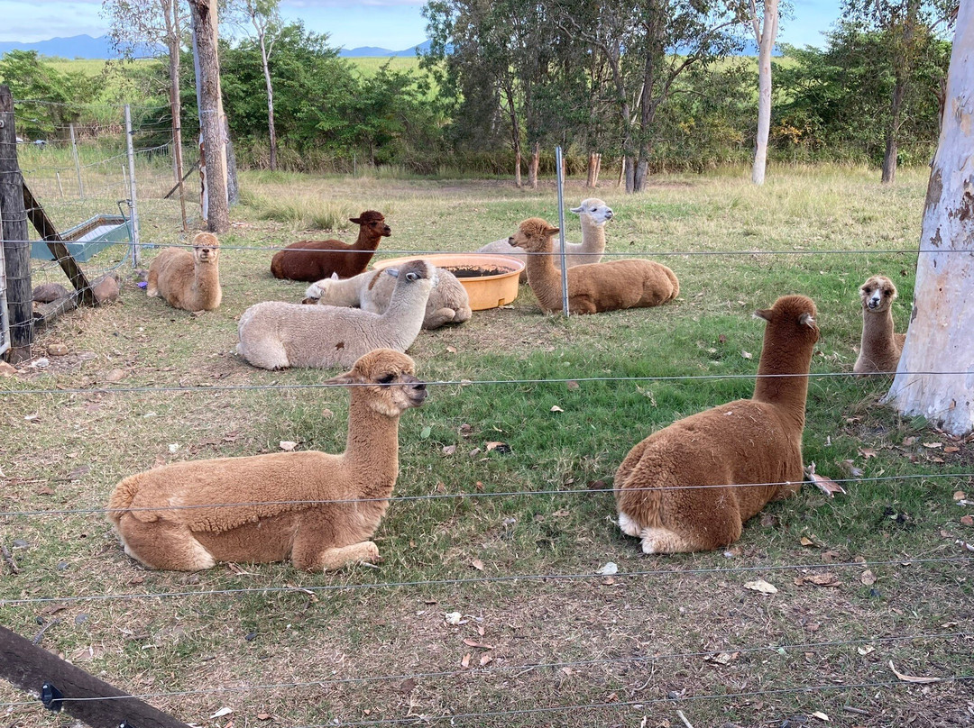 Jarravale Alpacas & Miniature Anilmal Farm景点图片