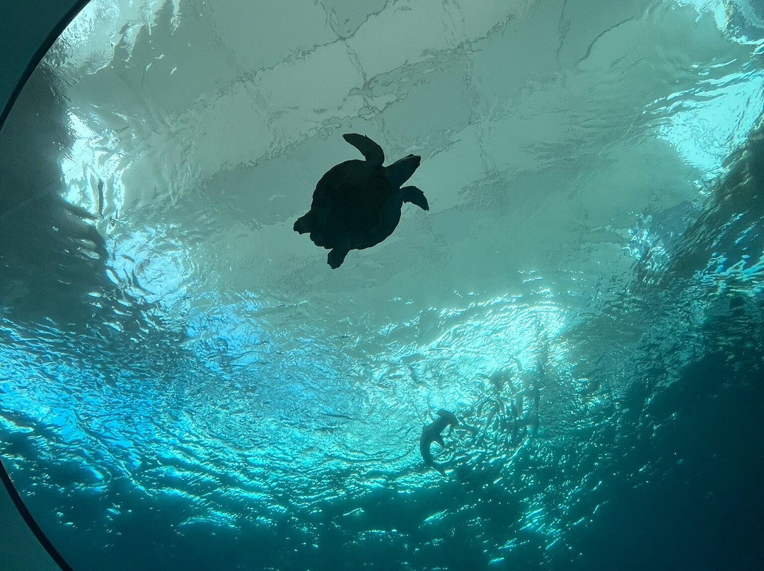 Phillip And Patricia Frost Museum Of Science-迈阿密必去景点