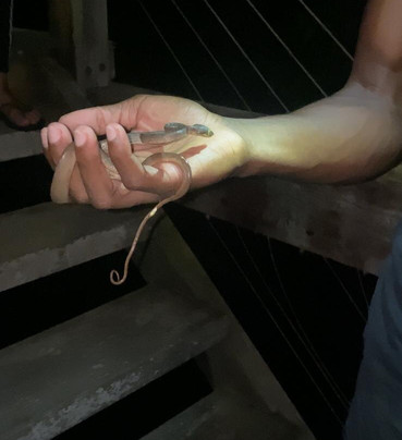 Places2Go Suriname-帕拉马里博必去景点