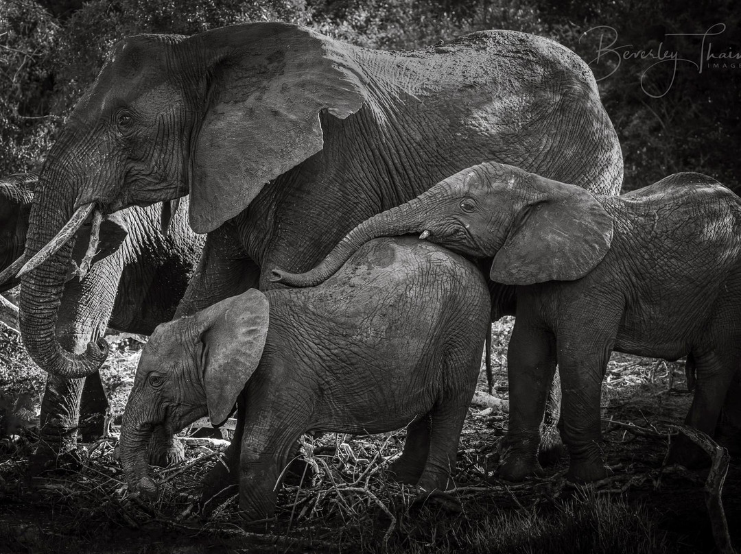 Zimanga Private Game Reserve-莫库斯必去景点