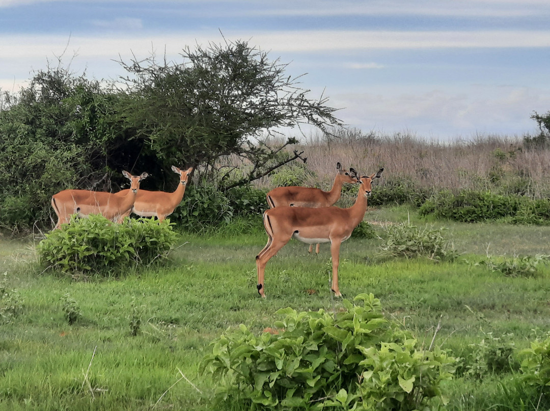 Mothalands Safari Tours Ltd-Iringa必去景点