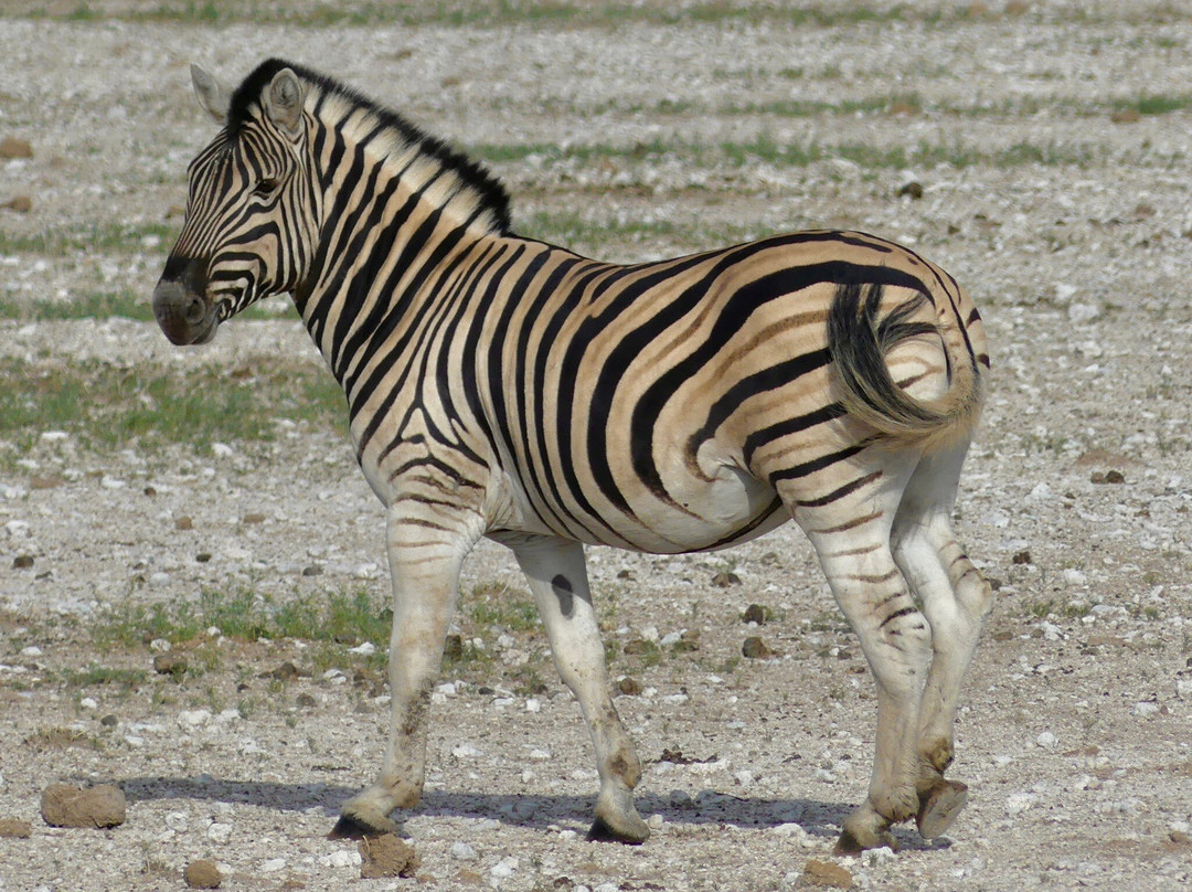 Safari In Etosha national park with yavola tours, Namibia-Okaukuejo必去景点