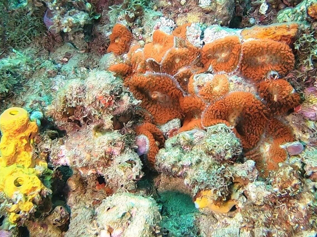 BLT Plongée Martinique-Case-Pilote必去景点