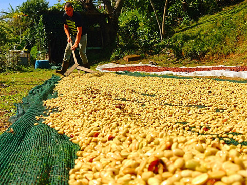 TIO JOSE COFFEE TOUR-葛雷西亚必去景点